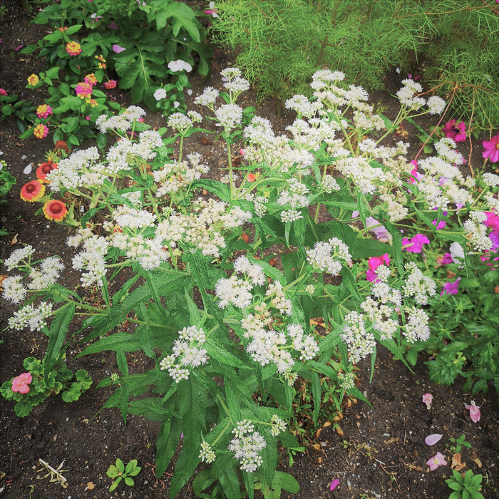 Eupatorium perfoliatum  - American Boneset - Shipped