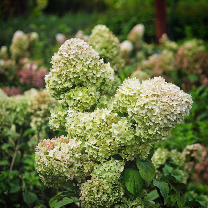 Hydrangea paniculata 'SMNHPSB'  - Tiny Quick Fire® Hydrangea - Shipped
