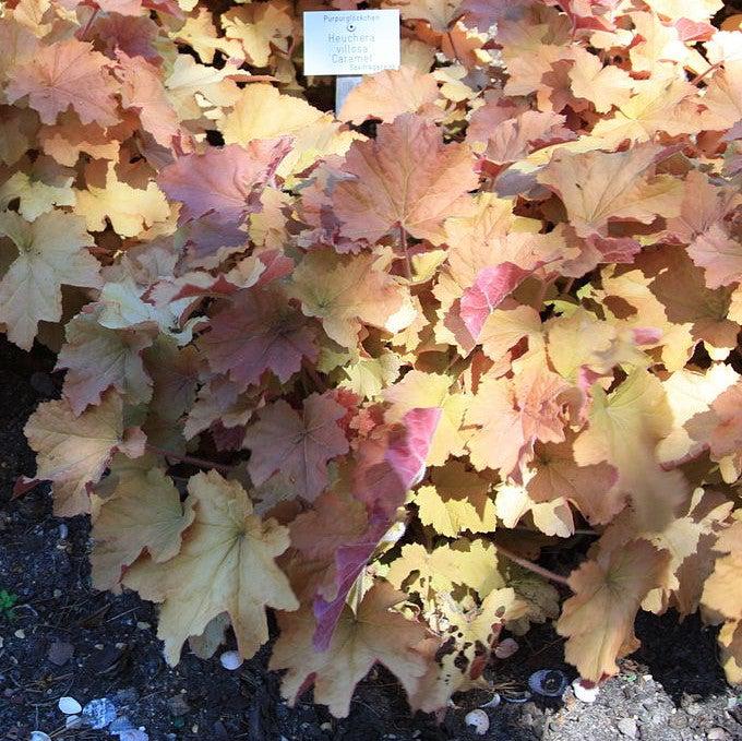 Heuchera 'Caramel' PP16,560  - Caramel Coral Bells, Heuchera - Shipped