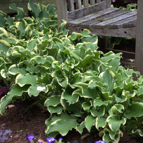 PW® Shadowland® Wheee! Hosta - Shipped