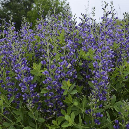 Decadence® Blueberry Sundae False Indigo - Shipped
