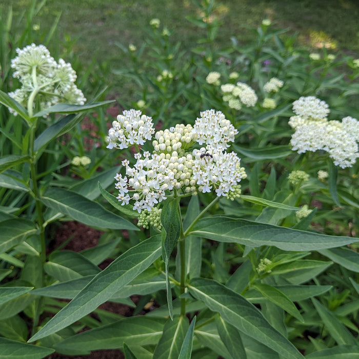 Asclepias incarnata 'Ice Ballet'  - Ice Ballet Swamp Milkweed - Shipped