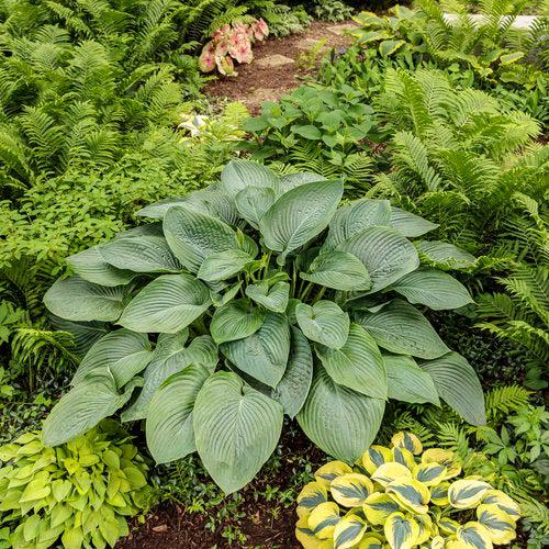 PW® Shadowland® Empress Wu Hosta - Shipped