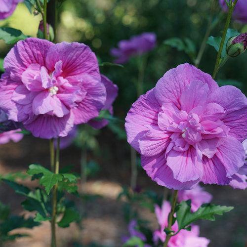 Hibiscus syriacus 'SMNHSPCL'  - Dark Lavender Chiffon® Rose of Sharon - Shipped