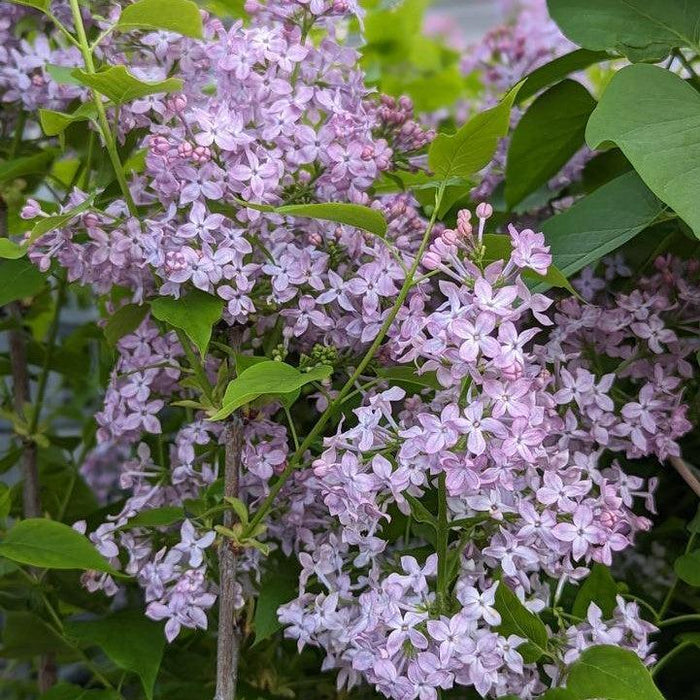 Syringa x hyacinthiflora 'SMNSHSO'  - Scentara® Pura Lilac - Shipped