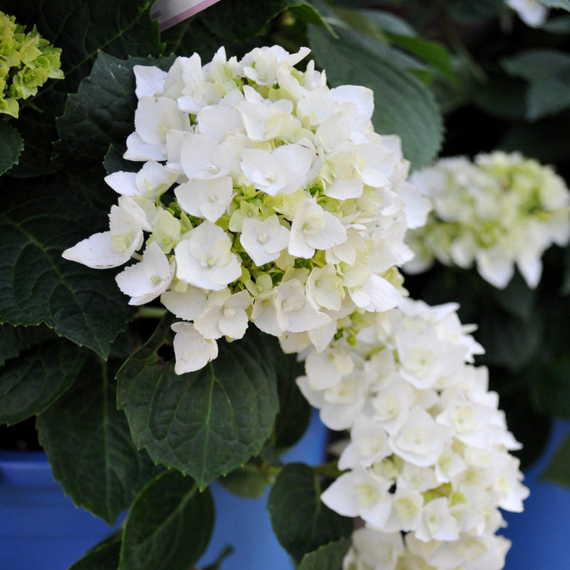 Endless Summer® Blushing Bride® Hydrangea - Shipped
