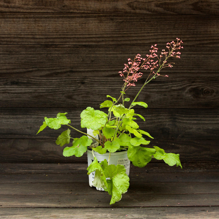 Heuchera 'Pistachio Ambrosia'  - Primo® Pistachio Ambrosia Heuchera - Shipped