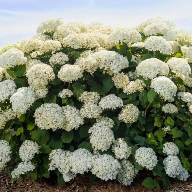 Hydrangea arborescens 'BAlful'  - First Editions® FlowerFull™ Smooth Hydrangea - Shipped