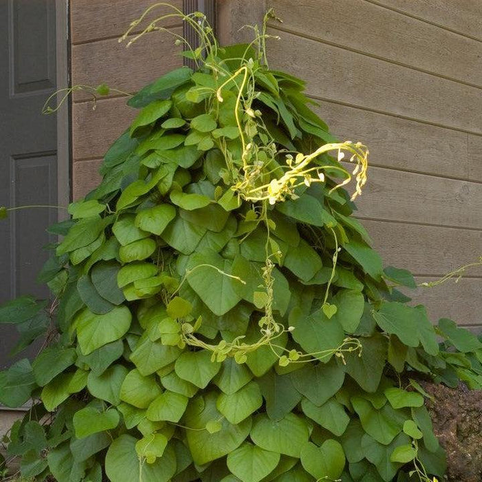 Aristolochia macrophylla  - Dutchman's Pipe, Pipevine - Shipped