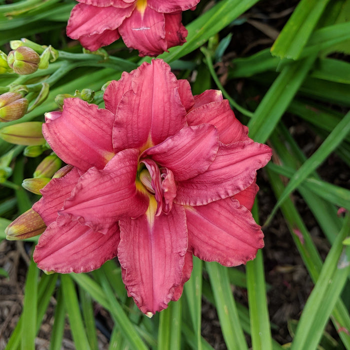Hemerocallis 'Double Pardon Me'  - Double Pardon Me Daylily - Shipped