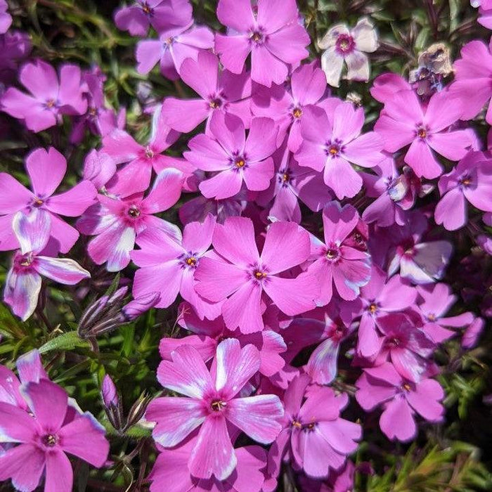Phlox subulata 'Spring Purple'  - Spring Purple Creeping Phlox - Shipped