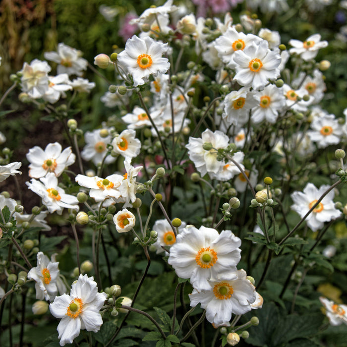 Anemone x hybrida 'Honorine Jobert'  - Honorine Jobert Anemone - Shipped