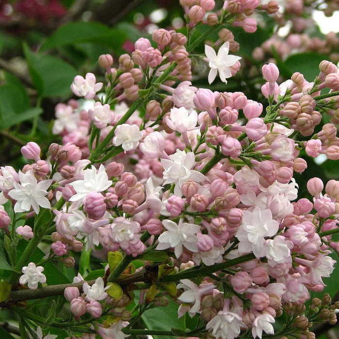 Beauty Of Moscow Lilac - Shipped