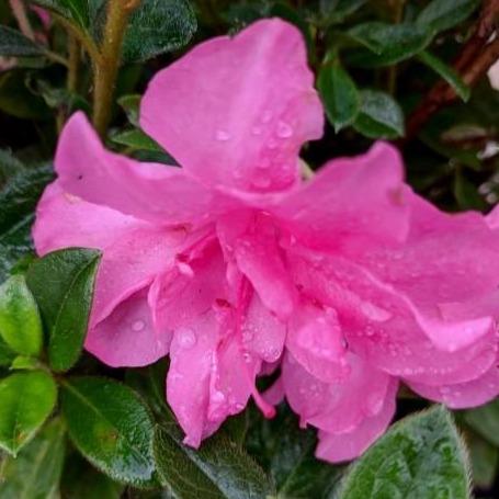 Rhododendron ‘Roblec’  - Encore® Autumn Carnation™ Azalea - Shipped