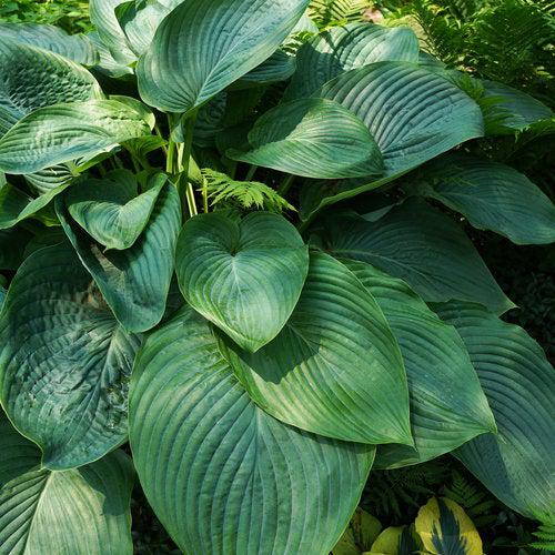 PW® Shadowland® Empress Wu Hosta - Shipped