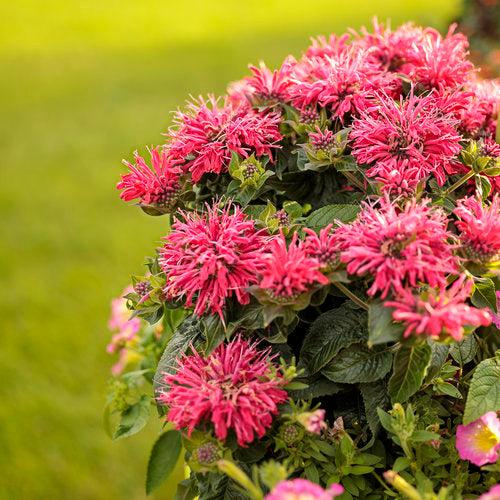 Pardon My Cerise Bee Balm - Shipped
