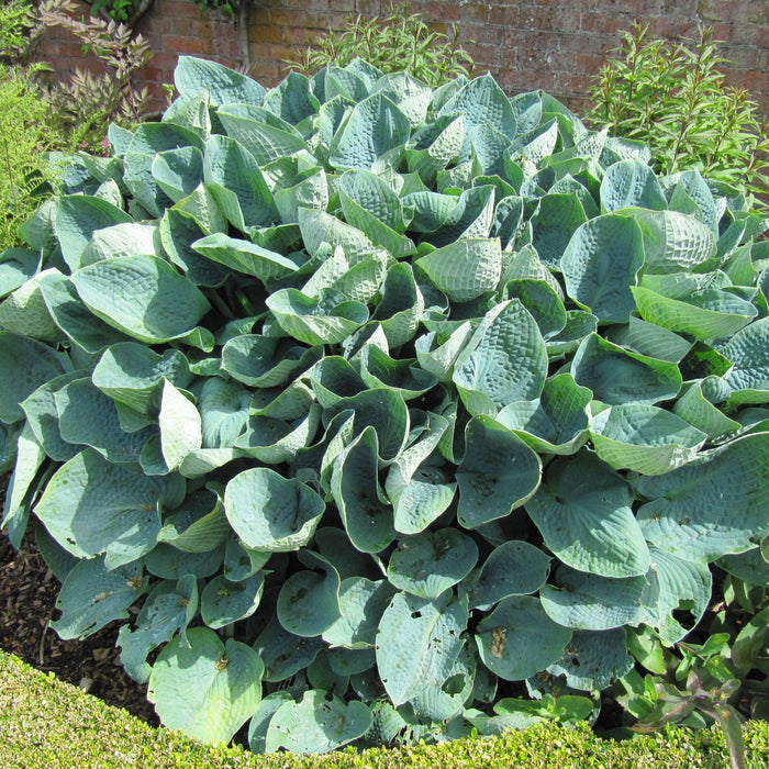 Hosta x 'Big Daddy'  - Big Daddy Hosta - Shipped