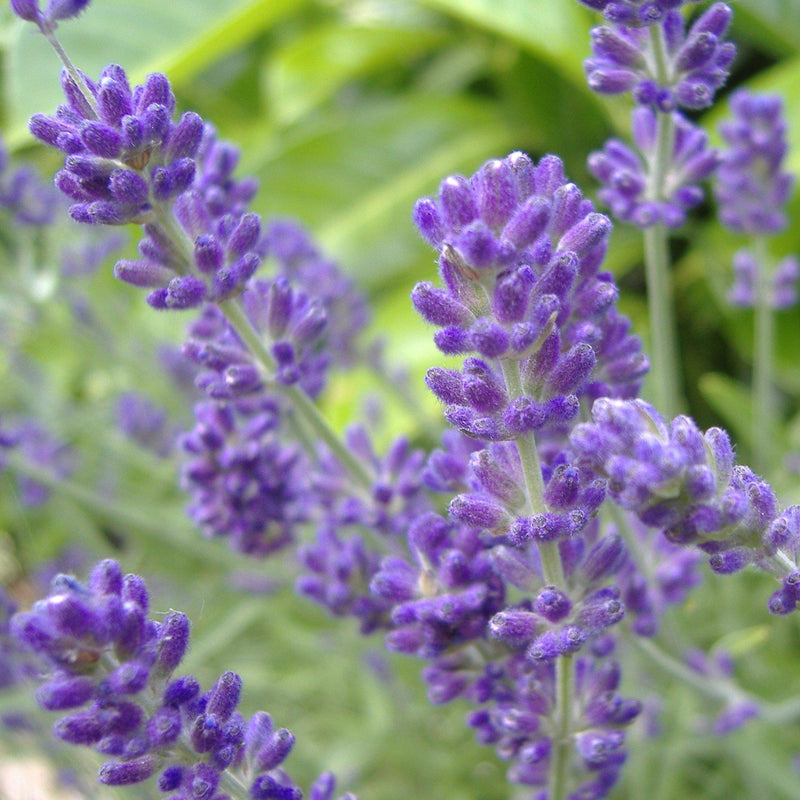 Phenomenal® Lavender, Lavadin - Shipped