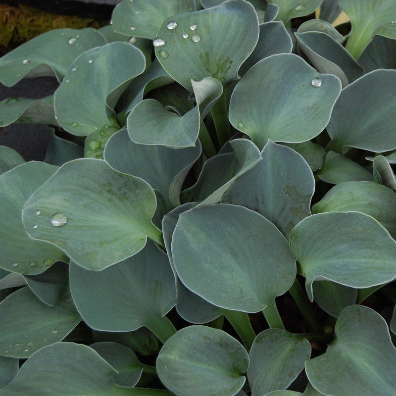 Blue Mouse Ears Hosta - Shipped