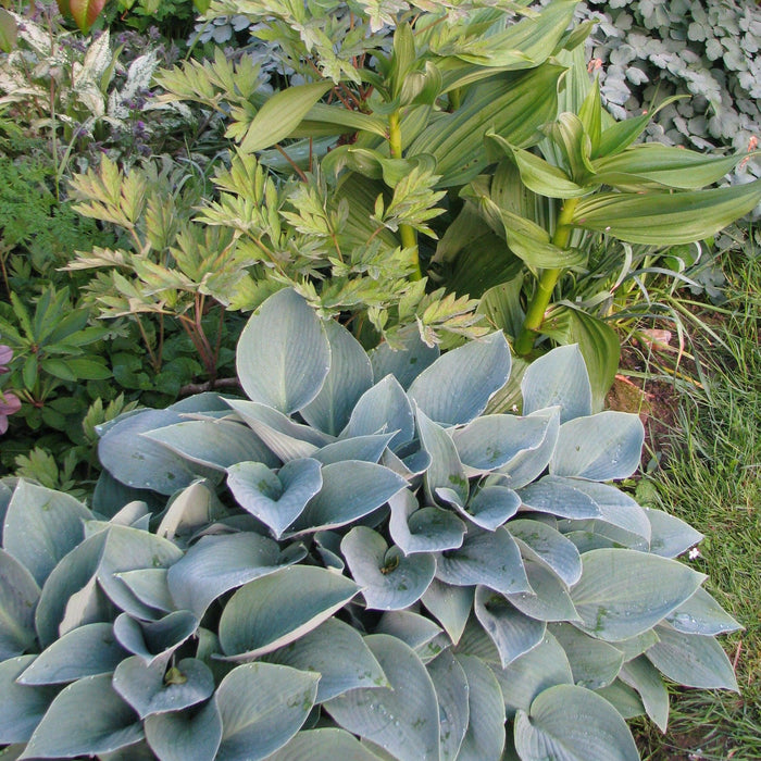 Hosta 'Halcyon'  - Halcyon Hosta - Shipped