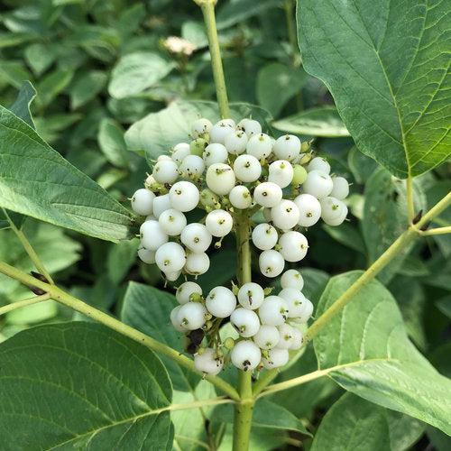 Cornus stolonifera 'SMNCSBD'  - PW® Arctic Fire® Yellow Twig Dogwood - Shipped