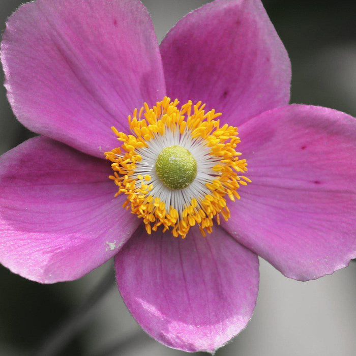 Anemone 'Red Riding Hood'  - Fantasy™ Red Riding Hood Anemone - Shipped