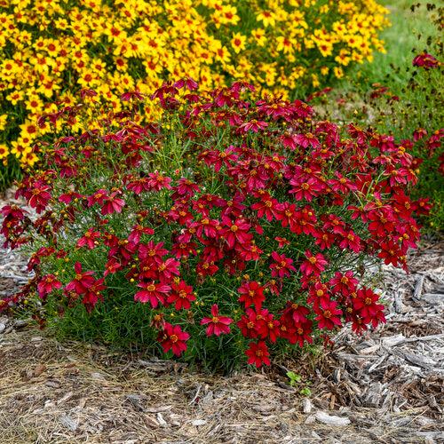 Coreopsis verticillata 'Scarlet Ribbons'  - Designer Threads™ Scarlet Ribbons Coreopsis - Shipped