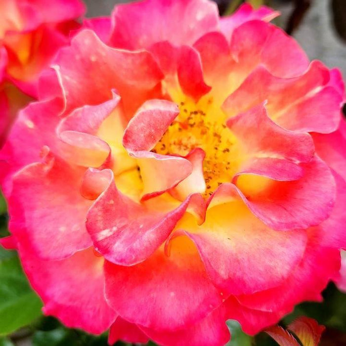 Rosa 'True Sincerity'  - True Sincerity Rose - Shipped