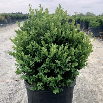 Buxus 'Green Mountain'  - Green Mountain Boxwood - Shipped