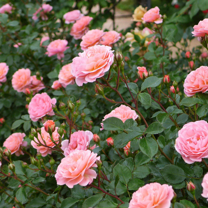 Sweet Drift® Rose - Shipped