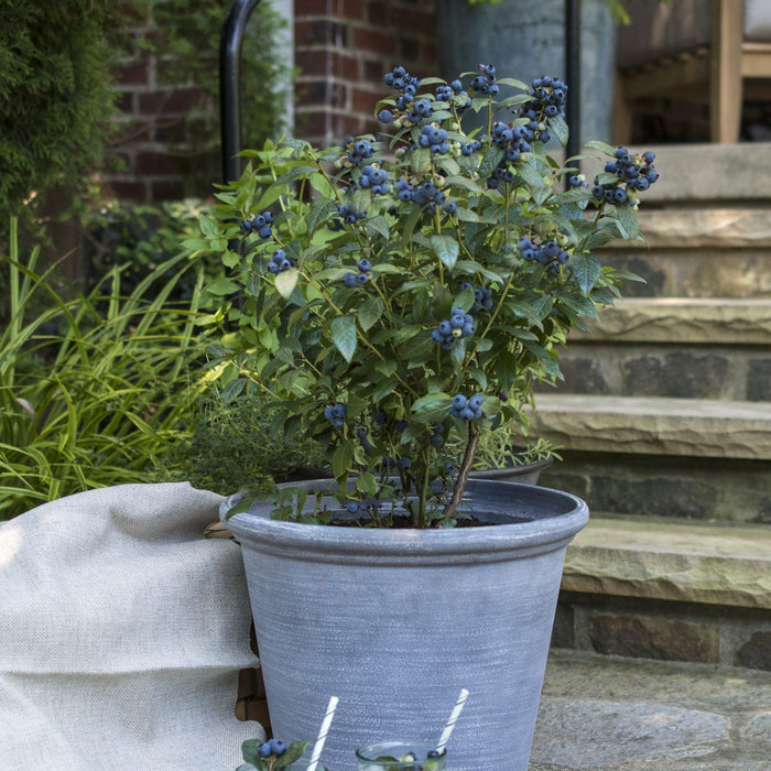 Vaccinium 'ORUS-61-1'  - Bushel and Berry® Perpetua® Blueberry - Shipped