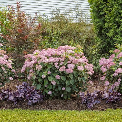 Invincibelle® Spirit II Hydrangea - Shipped