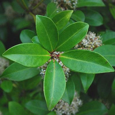 Skimmia japonica  - Japanese Skimmia - Shipped