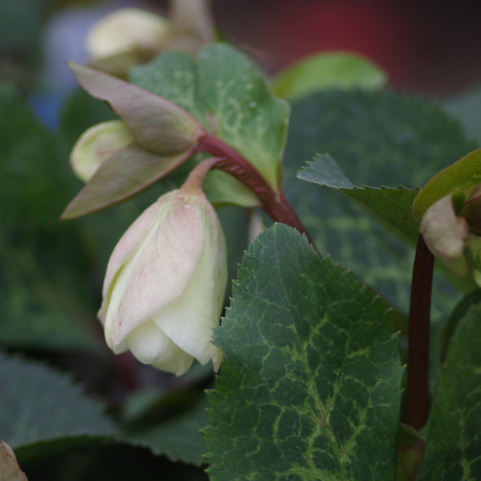 Helleborus x hybridus 'EPBRD01'  - FrostKiss™ Molly's White Lenten Rose - Shipped