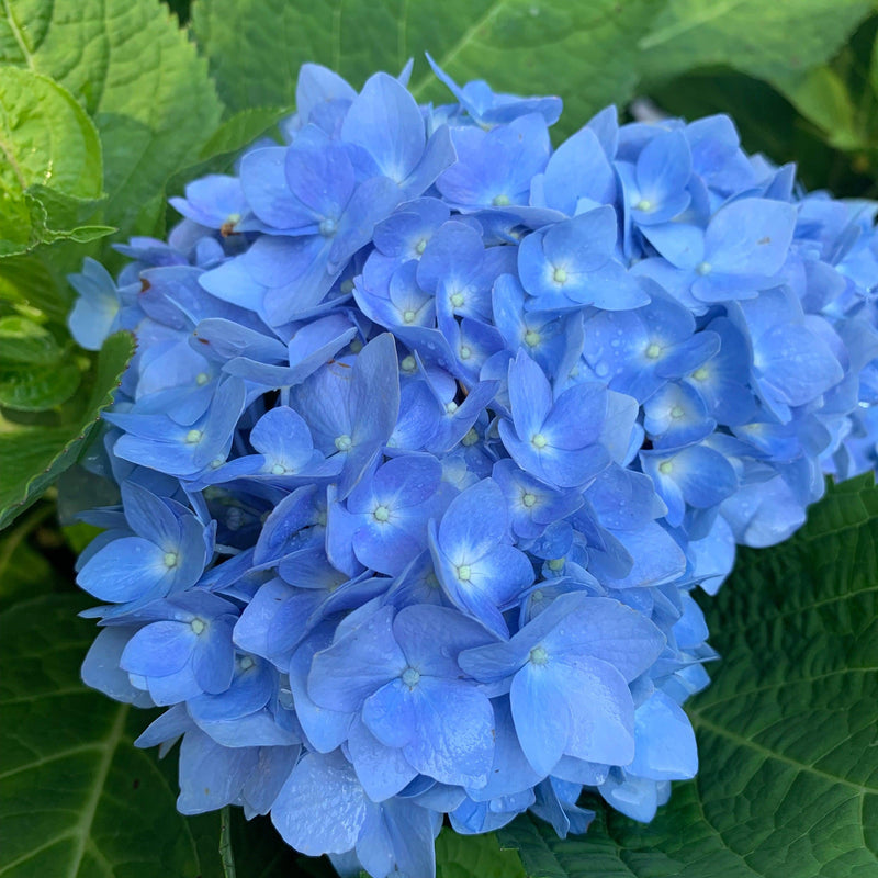 Endless Summer® The Original Hydrangea - Shipped