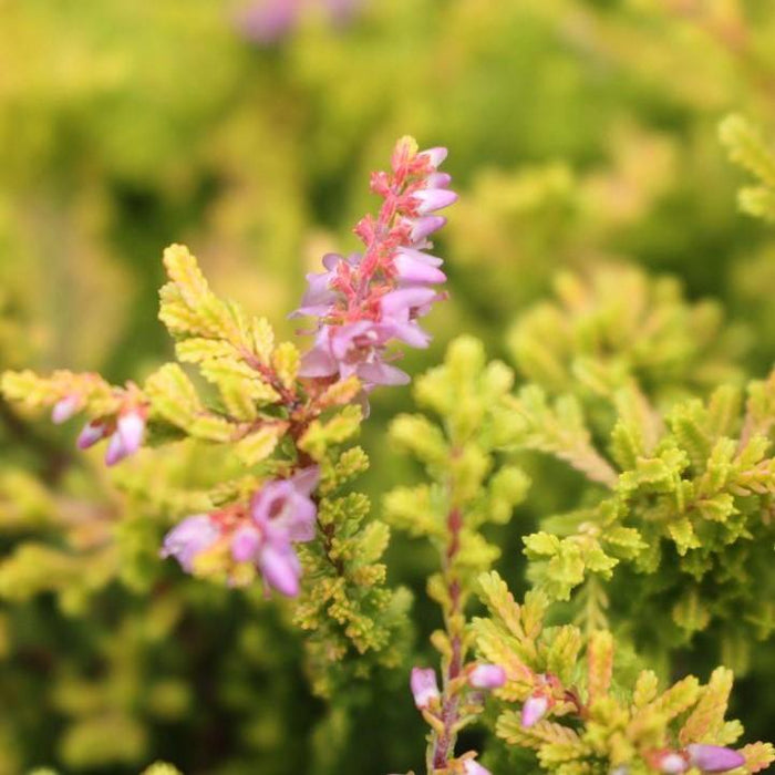 Calluna vulgaris 'Blazeaway'  - Blazeaway Heather - Shipped