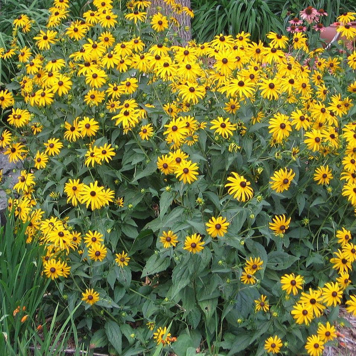 Rudbeckia hirta  - Black-Eyed Susan - Shipped