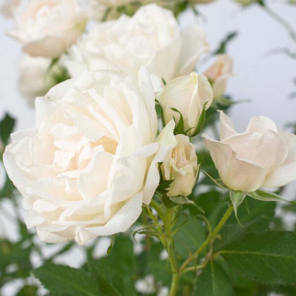 Rosa 'Meiradena'  - Icecap™ Rose - Shipped