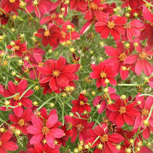 Coreopsis verticillata 'Scarlet Ribbons'  - Designer Threads™ Scarlet Ribbons Coreopsis - Shipped