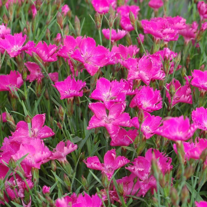 Sunflor® Kahori® Dianthus - Shipped