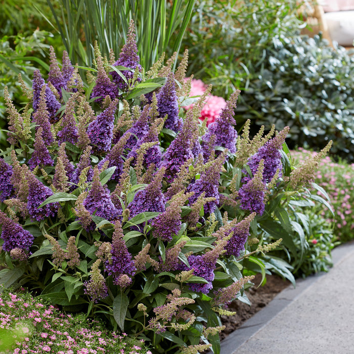 Buddleia davidii ‘BotEx 004’ PP34,378  - Butterfly Candy™ Lil' Lavender™ Butterfly Bush - Shipped