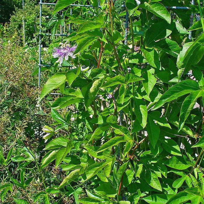 Passiflora incarnata  - Passion Flower, Maypop - Shipped