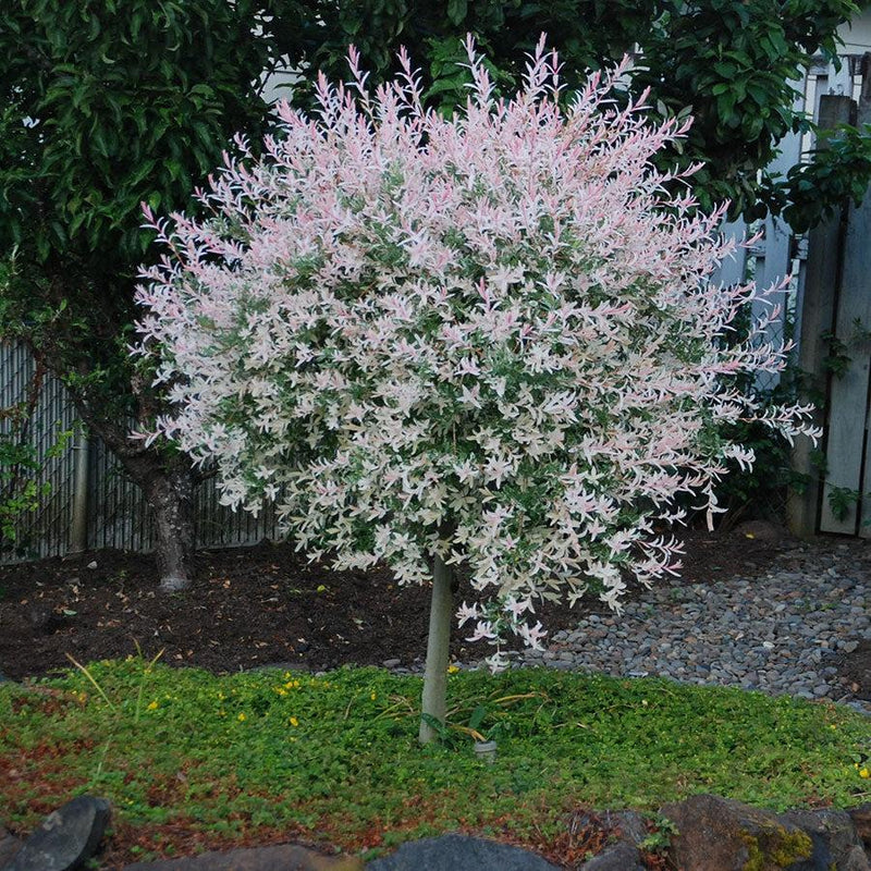 Dappled Willow - Shipped