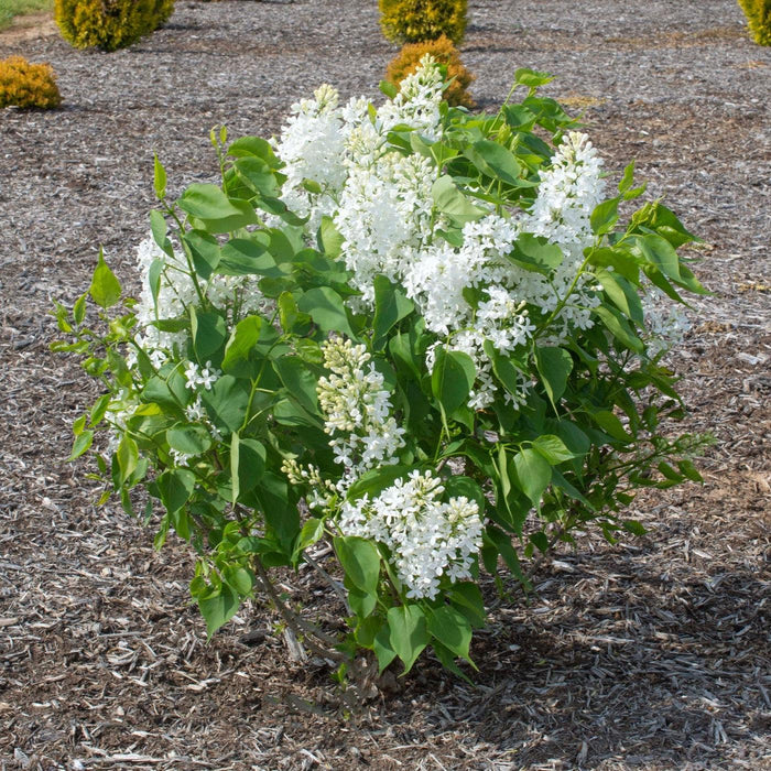 Syringa vulgaris 'G13103'  - New Age™ White Lilac - Shipped