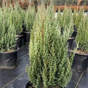 Juniperus chinensis 'Blue Point'  - Blue Point Juniper - Shipped