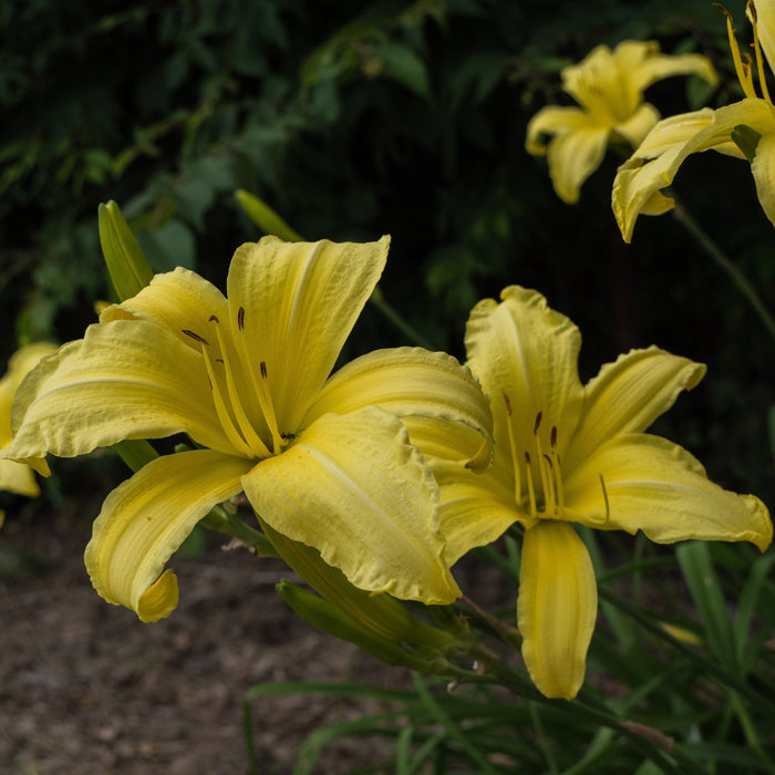 Hemerocallis 'Hyperion'  - Hyperion Daylily - Shipped