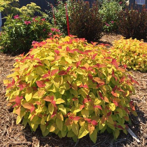 Double Play® Candy Corn® Spirea - Shipped