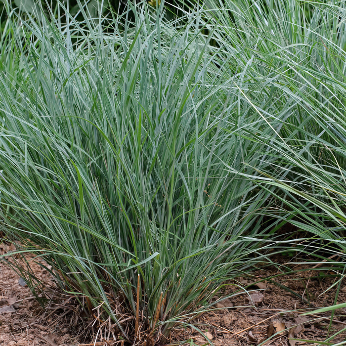 Schizachyrium scoparium 'Twilight Zone' PP27432  - Twilight Zone Little Bluestem - Shipped