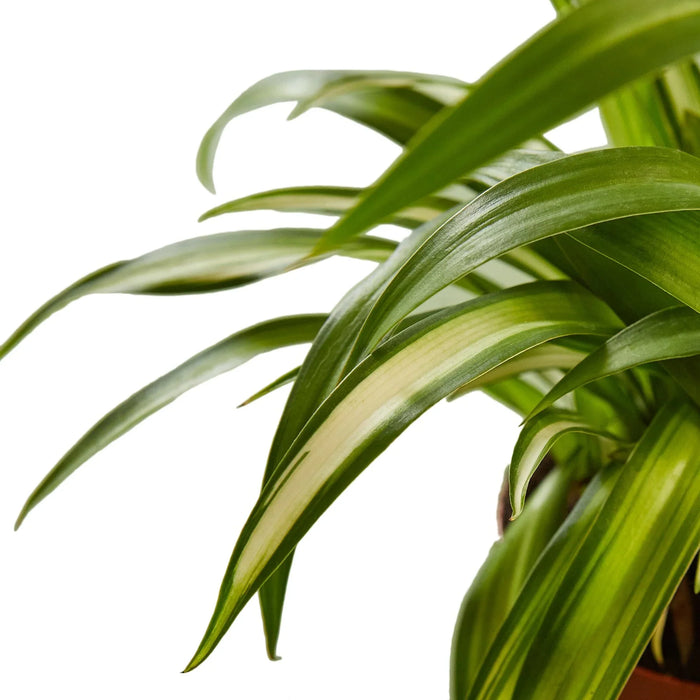spider plant native Spider Plant 'Hawaiian' 4" Pot