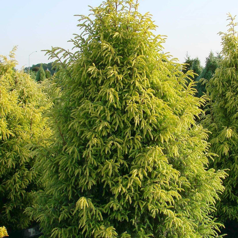 Gold Cone Juniper - Shipped